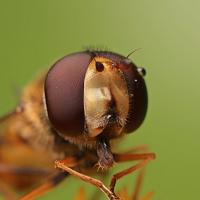 Hoverfly feeding on Golden Rod 